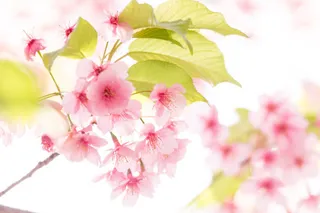 粉色桃花绿叶唯美免抠