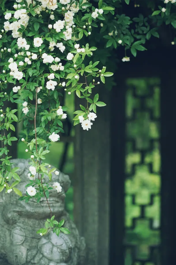 花架小清新绿叶高清壁纸免抠