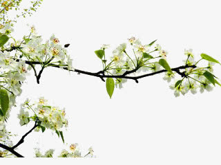 梨花免抠