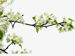 梨花免抠