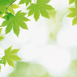 绿色树叶风景主图背景元素高清