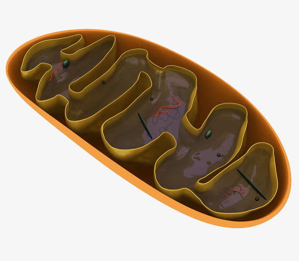 彩色生物细胞线粒体放大效果图免抠
