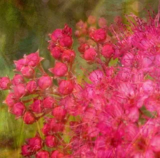 复古鲜花照片免抠