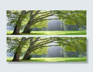 参天大树淘宝海报背景