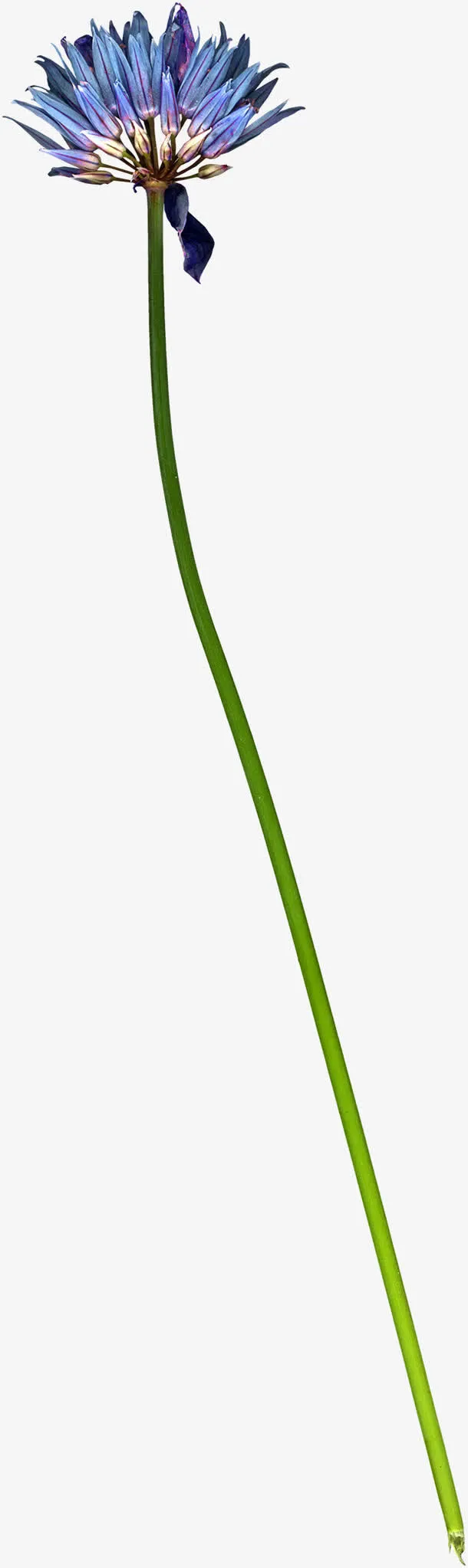 一束花朵免抠