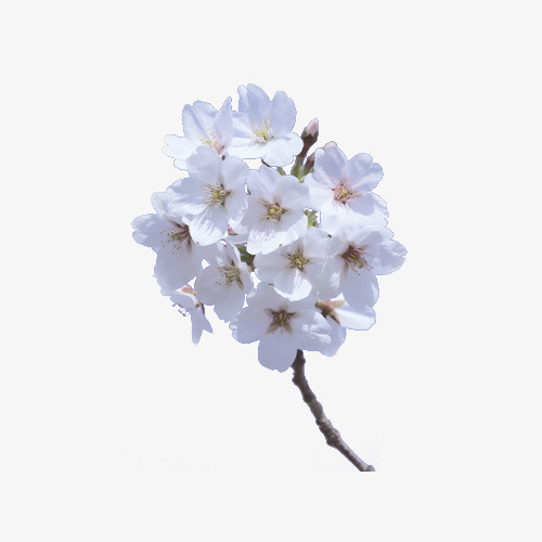 带树枝的樱花免抠动植物植物元素