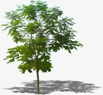 小槐树免抠