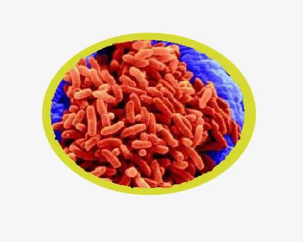 荧光假单孢菌免抠