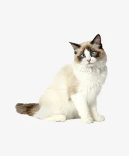 卡通手绘布偶猫猫免抠