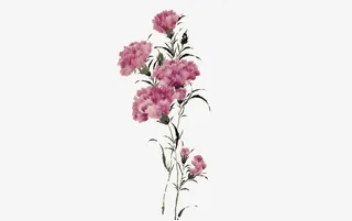 手绘康乃馨免抠