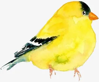 手绘精美水彩中国风黄鹂鸟免抠