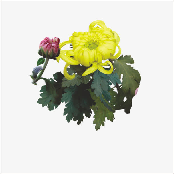重阳鲜花免抠