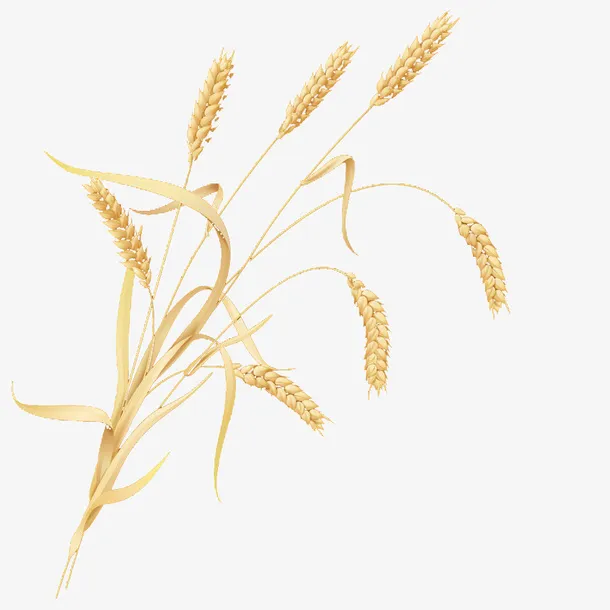 麦子免抠