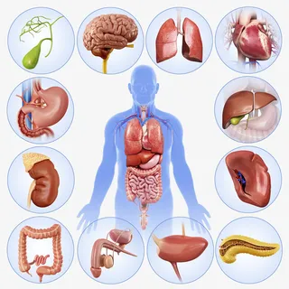 男性人体器官免抠PNG免抠