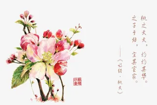 诗经花朵插画配图免抠