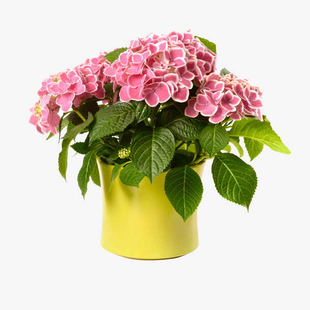 花盆栽素材PNG格式免抠