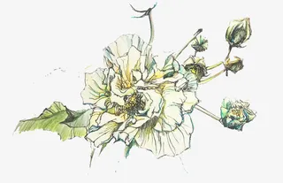 手绘栀子花免抠