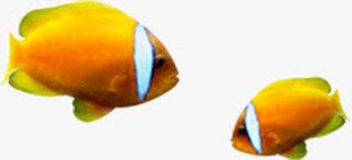 黄色热带鱼免抠