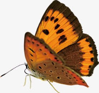 春天植树节蝴蝶装饰免抠装饰动物元素