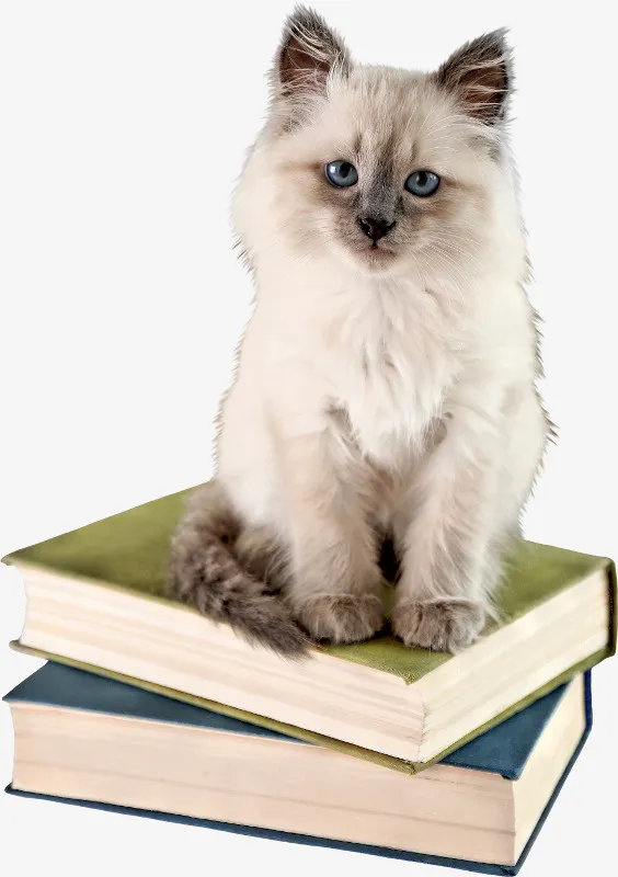 白色猫咪免抠