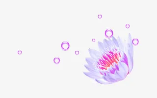 荷花水滴免抠