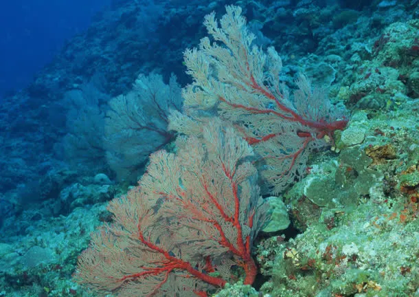 海底珊瑚植物大海免抠