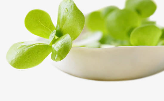 野菜妈妈子菜马绳子菜一年生草本免抠