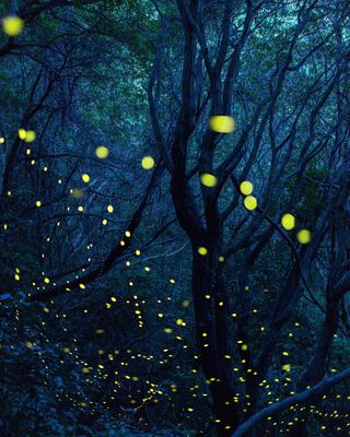 蓝色梦幻萤火虫森林夜晚美景高清