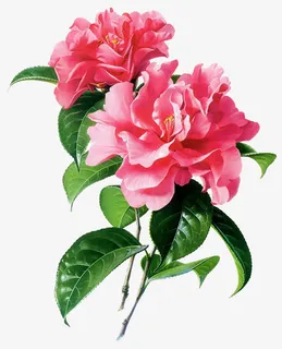 手绘山茶花素材免抠