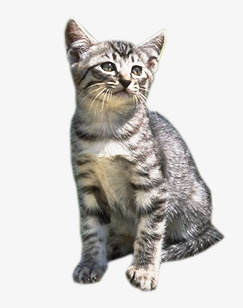 猫咪免抠