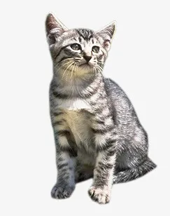 猫咪免抠
