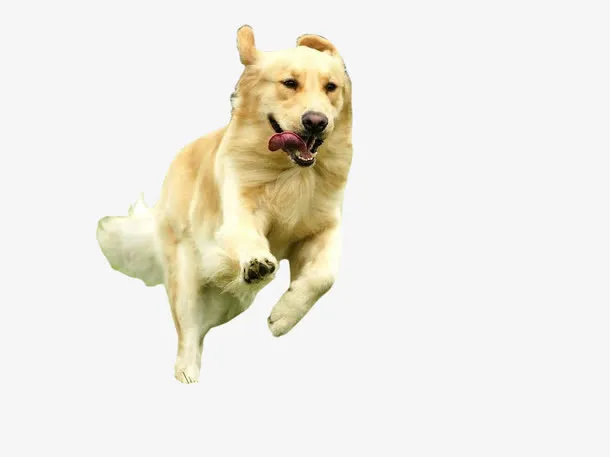 奔跑的狗狗免抠