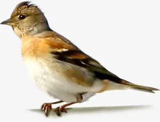 棕色羽毛春季小鸟免抠