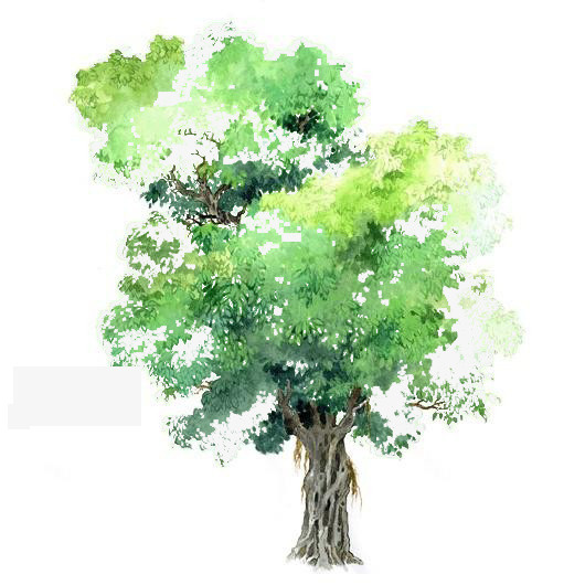 透明树木素材手绘树木素材免抠