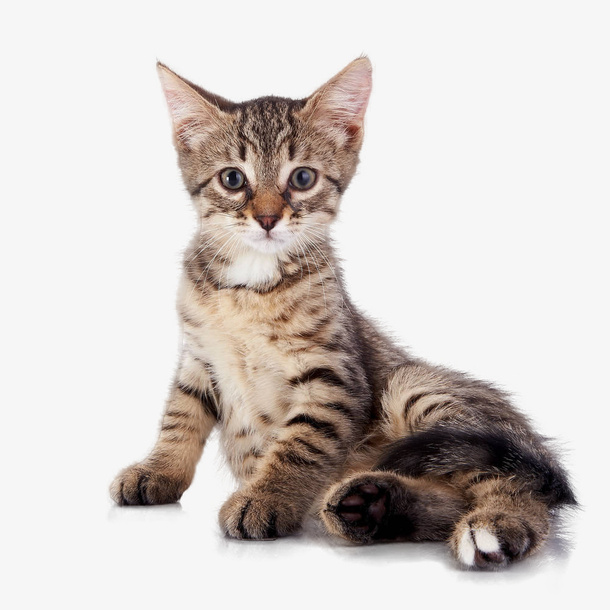 优雅的小小猫咪免抠