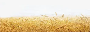 黄色麦子免抠