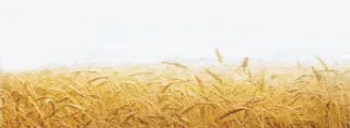 黄色麦子免抠