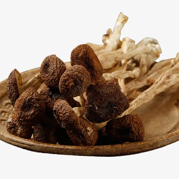 不开伞茶树菇免抠