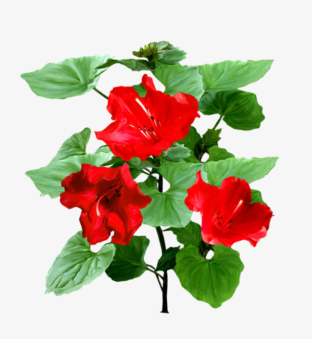 红花绿叶免抠