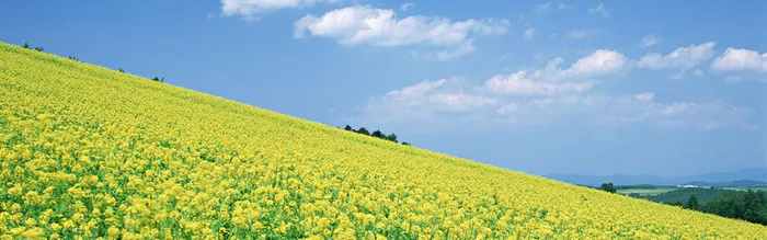 油菜花主题背景高清