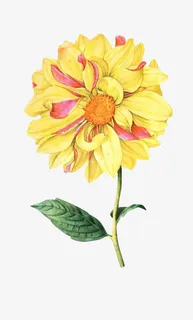 国潮大朵绚丽菊花中国风元素免抠