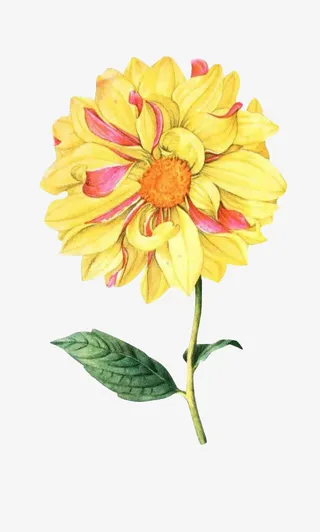 国潮大朵绚丽菊花中国风元素免抠