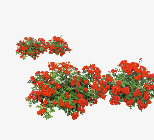 玫瑰花堆免抠