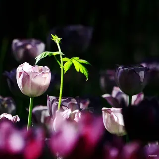 春天来了花语物语免抠背景摄影风景元素