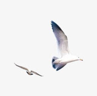 夏日飞翔的海鸥免抠