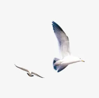 夏日飞翔的海鸥免抠