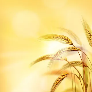 金秋麦穗丰收背景图高清