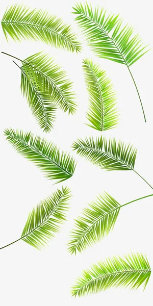绿色新鲜的棕榈叶子免抠