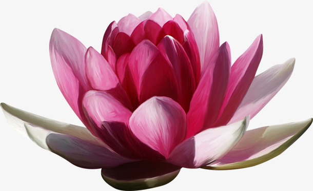 ps花草素材花卉标签免抠