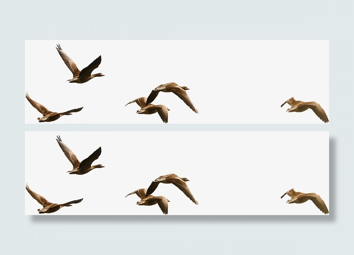 鸟群 飞鸟 大雁  鸟儿免抠